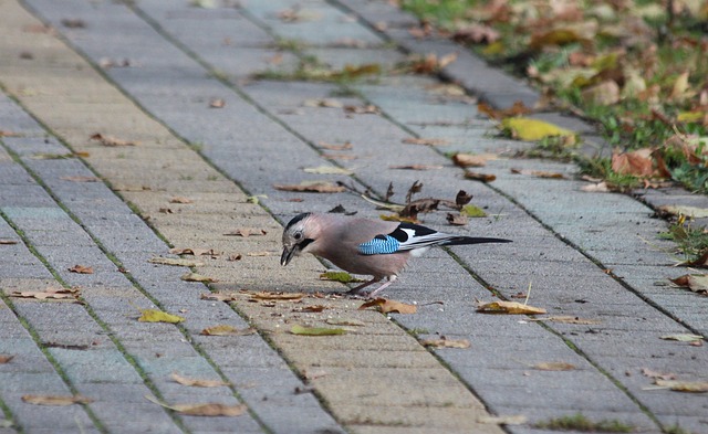 世预赛欧洲区F组结局：葡萄牙出线，爱尔兰附加赛，匈牙利出局